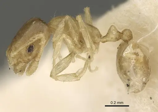 Monomorium exiguum specimen CASENT0922336 image casent0922336_3