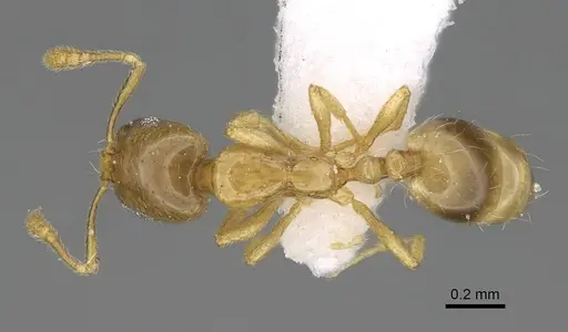 Monomorium exiguum specimen CASENT0922344 image casent0922344_1