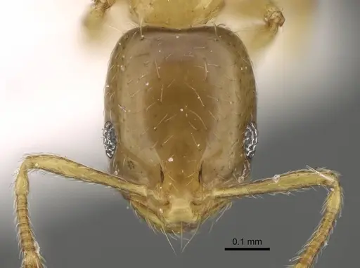 Monomorium exiguum specimen CASENT0922344 image casent0922344_2