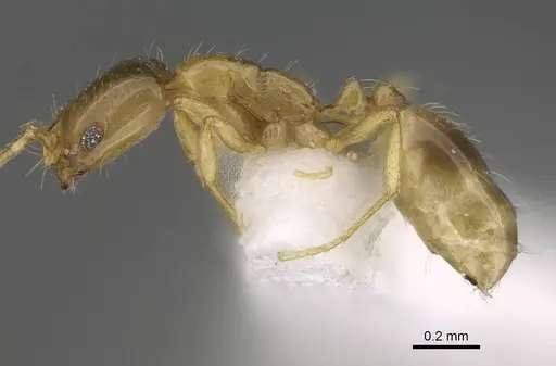 Monomorium exiguum specimen CASENT0922344 image casent0922344_3