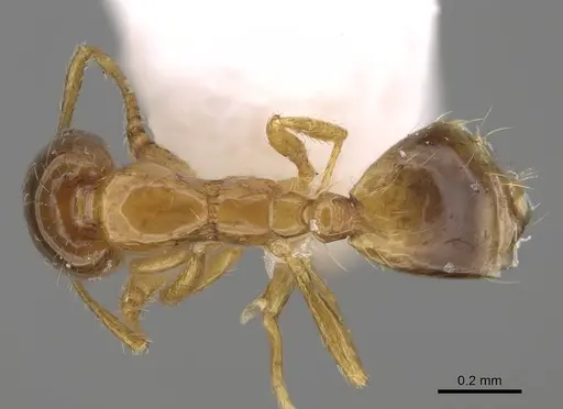 Monomorium exiguum specimen CASENT0922878 image casent0922878_1