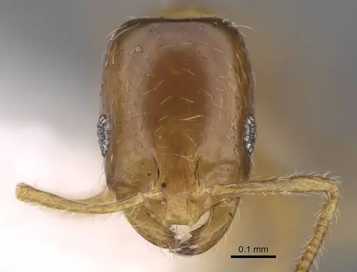Monomorium exiguum specimen CASENT0922878 image casent0922878_2