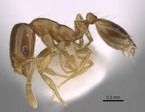 Monomorium exiguum specimen CASENT0922878 image casent0922878_3