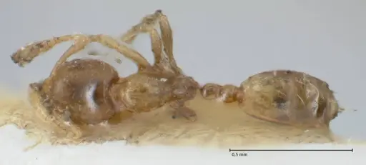 Monomorium exiguum specimen FOCOL1750 image focol1750_1