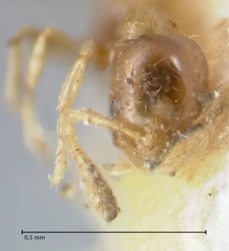 Monomorium exiguum specimen FOCOL1750 image focol1750_2
