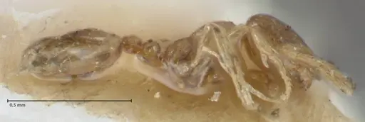 Monomorium exiguum specimen FOCOL1750 image focol1750_3