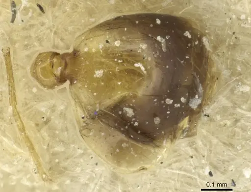 Monomorium fasciatum specimen CASENT0913581 image casent0913581_1