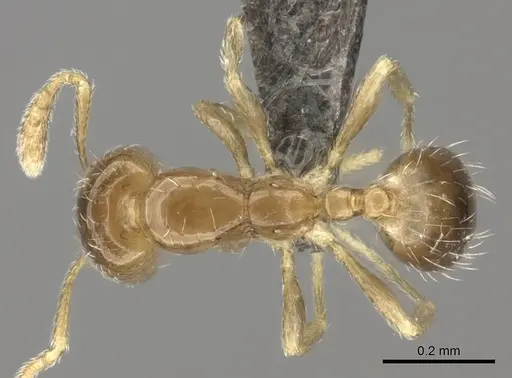 Monomorium fastidium specimen CASENT0235923 image casent0235923_1
