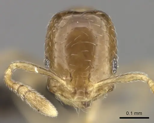 Monomorium fastidium specimen CASENT0235923 image casent0235923_2
