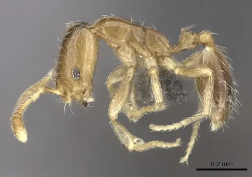 Monomorium fastidium specimen CASENT0235923 image casent0235923_3