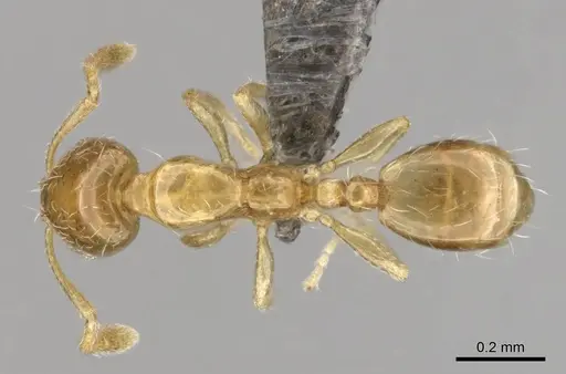 Monomorium fastidium specimen CASENT0253707 image casent0253707_1