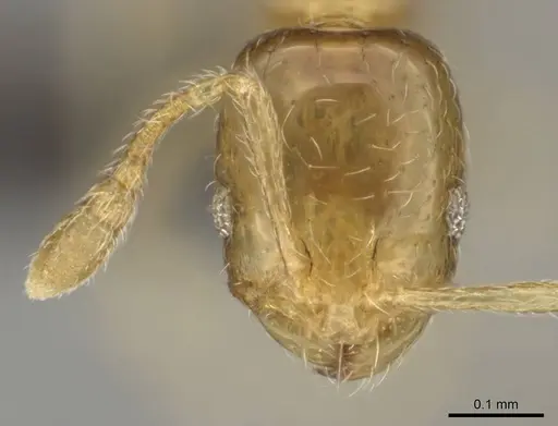 Monomorium fastidium specimen CASENT0253707 image casent0253707_2