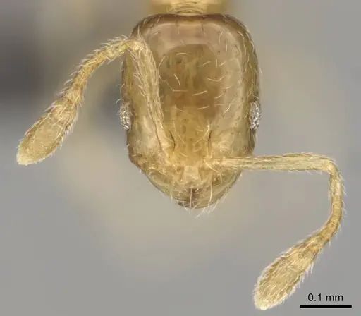 Monomorium fastidium specimen CASENT0253707 image casent0253707_3