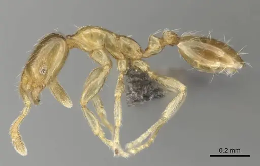 Monomorium fastidium specimen CASENT0253707 image casent0253707_4