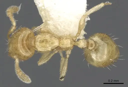 Monomorium fastidium specimen CASENT0902269 image casent0902269_1