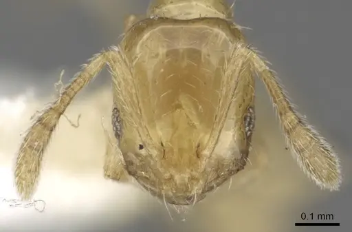 Monomorium fastidium specimen CASENT0902269 image casent0902269_2