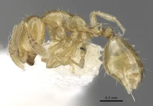 Monomorium fastidium specimen CASENT0902269 image casent0902269_3
