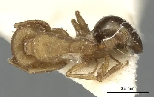 Monomorium fayfaense specimen CASENT0249833 image casent0249833_1