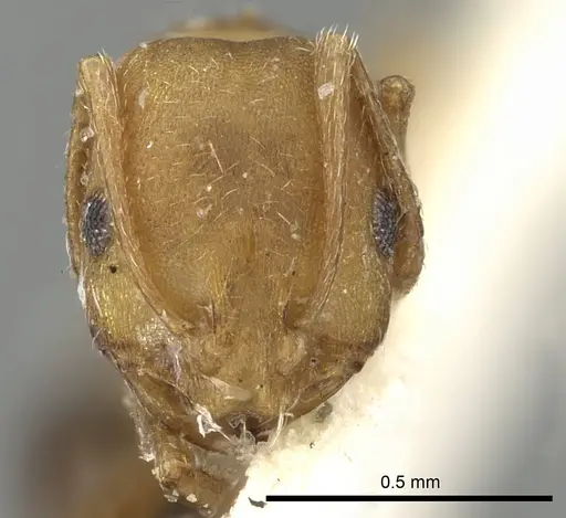 Monomorium fayfaense specimen CASENT0249833 image casent0249833_2