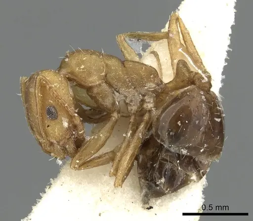 Monomorium fayfaense specimen CASENT0249833 image casent0249833_3