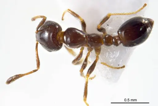 Monomorium fieldi specimen ANTWEB1008677 image antweb1008677_1