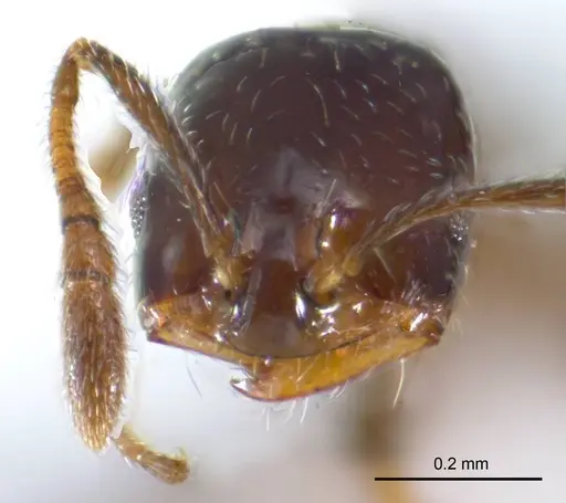 Monomorium fieldi specimen ANTWEB1008677 image antweb1008677_2