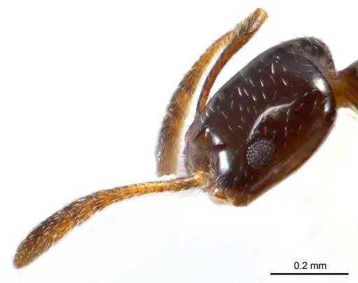 Monomorium fieldi specimen ANTWEB1008677 image antweb1008677_3