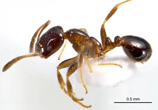 Monomorium fieldi specimen ANTWEB1008677 image antweb1008677_4