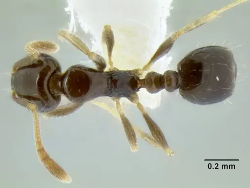 Monomorium fieldi specimen CASENT0106273 image casent0106273_1