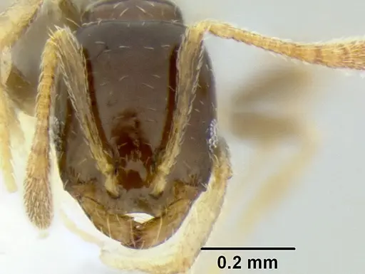 Monomorium fieldi specimen CASENT0106273 image casent0106273_2