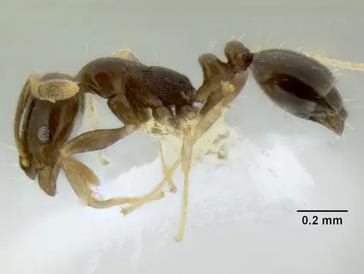 Monomorium fieldi specimen CASENT0106273 image casent0106273_3