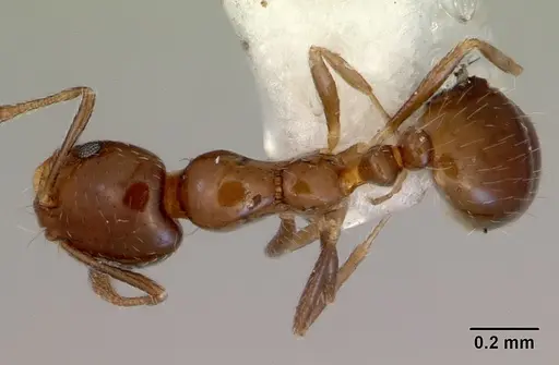 Monomorium fieldi specimen CASENT0172355 image casent0172355_1