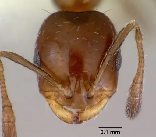 Monomorium fieldi specimen CASENT0172355 image casent0172355_2