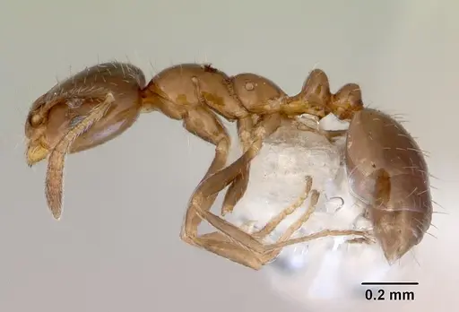 Monomorium fieldi specimen CASENT0172355 image casent0172355_3