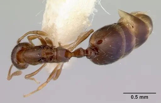 Monomorium fieldi specimen CASENT0172356 image casent0172356_1
