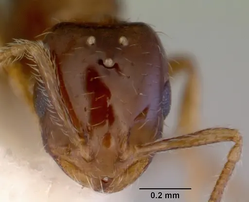 Monomorium fieldi specimen CASENT0172356 image casent0172356_2