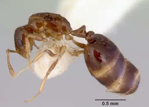 Monomorium fieldi specimen CASENT0172356 image casent0172356_3