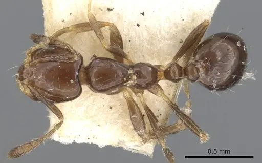 Monomorium fieldi specimen CASENT0902286 image casent0902286_1