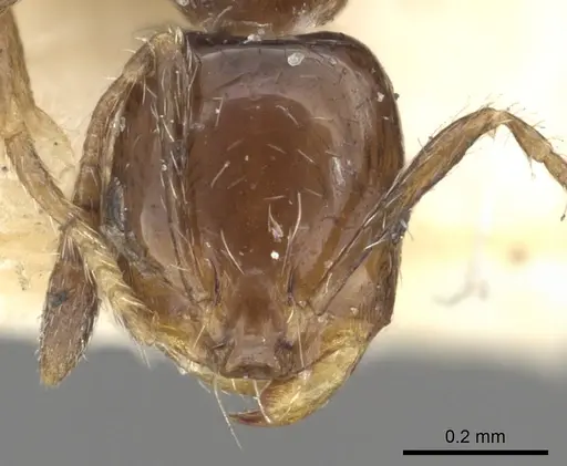 Monomorium fieldi specimen CASENT0902286 image casent0902286_2