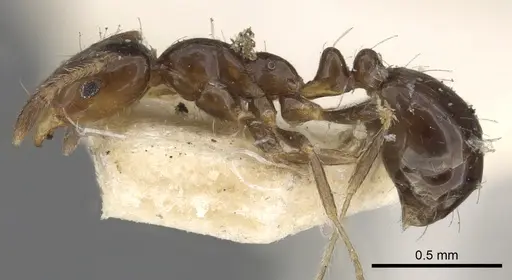 Monomorium fieldi specimen CASENT0902286 image casent0902286_3