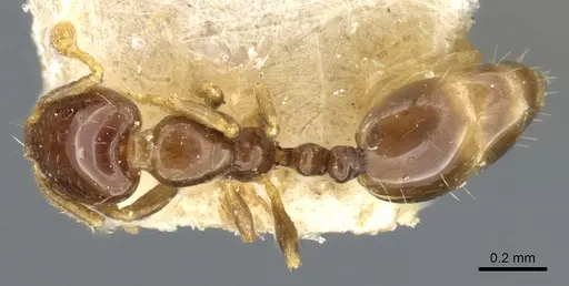 Monomorium fieldi specimen CASENT0904586 image casent0904586_1