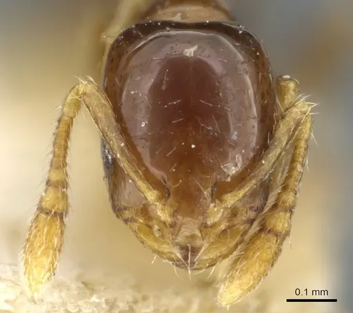 Monomorium fieldi specimen CASENT0904586 image casent0904586_2