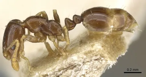Monomorium fieldi specimen CASENT0904586 image casent0904586_3