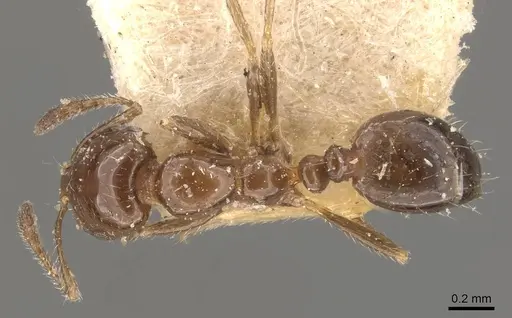 Monomorium fieldi specimen CASENT0908769 image casent0908769_1