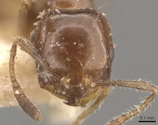 Monomorium fieldi specimen CASENT0908769 image casent0908769_2