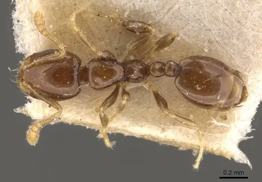 Monomorium fieldi specimen CASENT0908773 image casent0908773_1