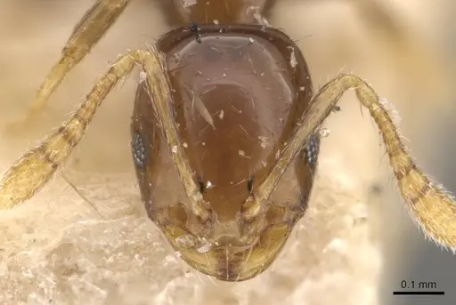 Monomorium fieldi specimen CASENT0908773 image casent0908773_2