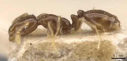 Monomorium fieldi specimen CASENT0908773 image casent0908773_3