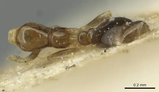 Monomorium fieldi specimen CASENT0913585 image casent0913585_1