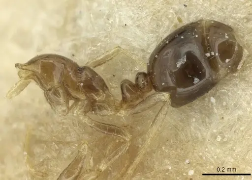 Monomorium fieldi specimen CASENT0913585 image casent0913585_2